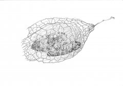Stachelgurke Samenkapsel/Wild Cucumber Seed Pod (Echinocystis lobata). Kugelschreiber Zeichnung/Ballpoint Pen Drawing A3, 2018